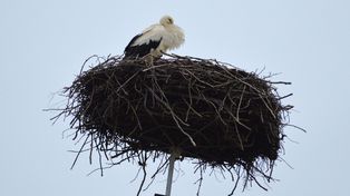 Poddębice: Wreszcie przyleciały. Pierwsze bociany wróciły do gniazd w naszym regionie tuż przed nadejściem wiosny