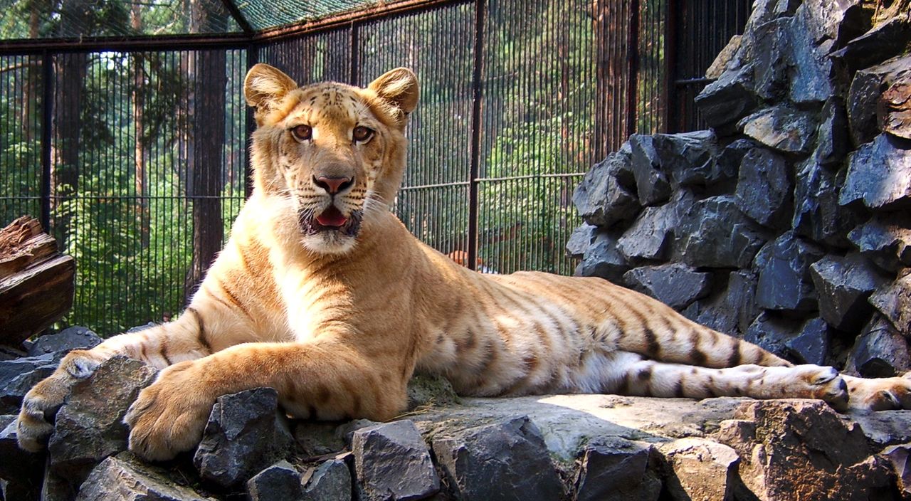 Sensacja w rumuńskim zoo. To krzyżówka lwa i tygrysa