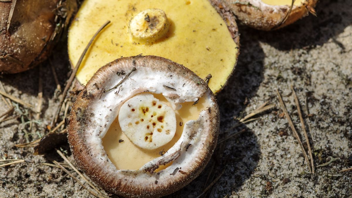 Czy można jeść robaczywe grzyby?