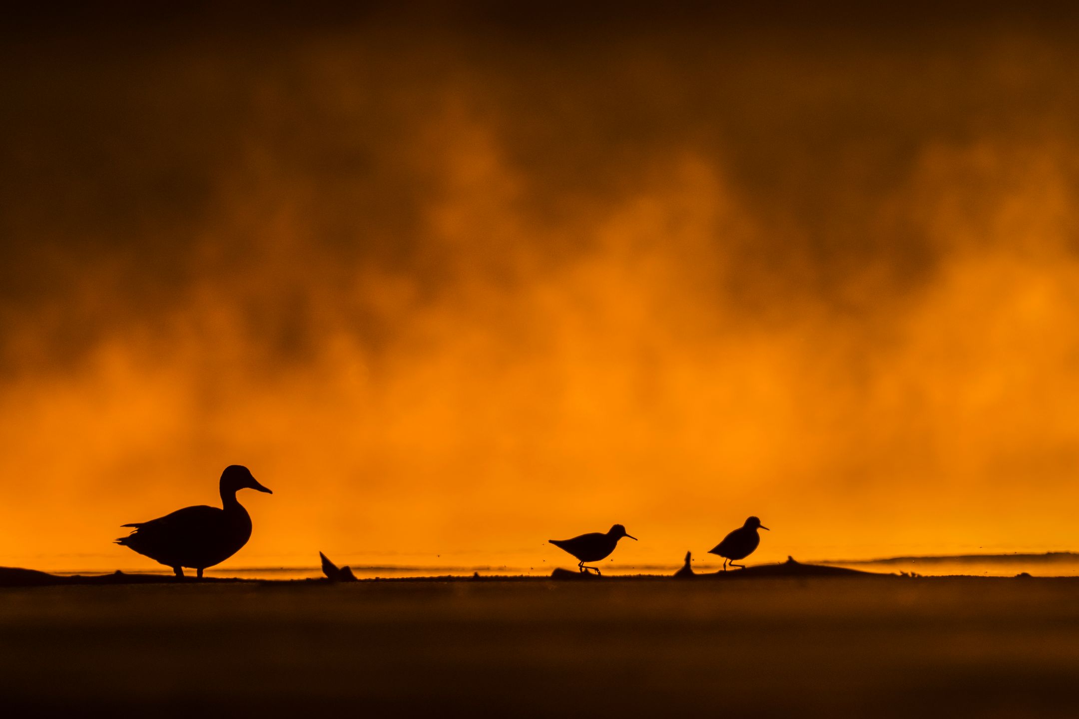 Ćwierć morgi błota, czyli o fotografowaniu ptaków 7