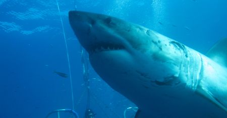 Megalodon większy niż sądzono. Prehistoryczny rekin największą ze znanych ryb