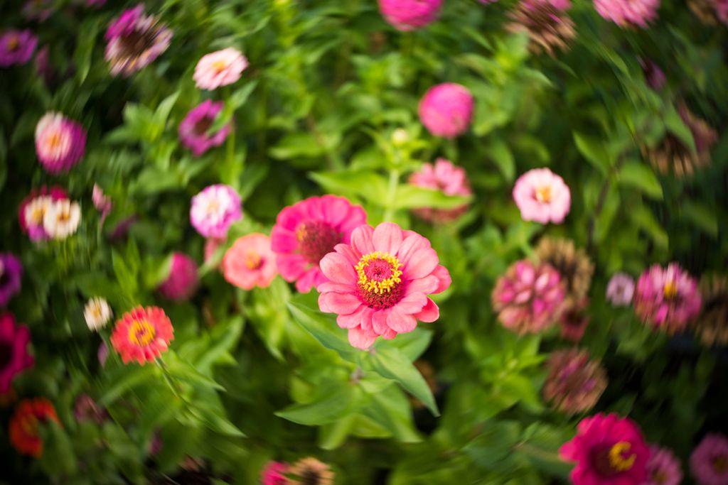 Trzy obiektywy w jednym? Przed wami Lensbaby Trio 28 4