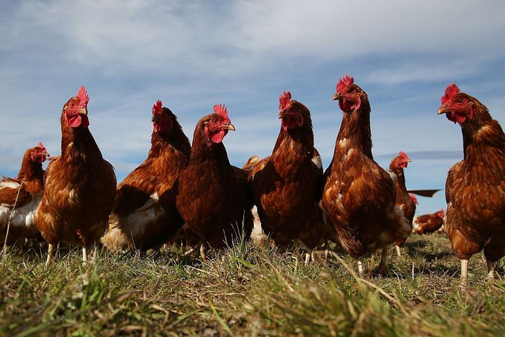 2800 kur, drzewa i alpaki. Tak wygląda nietypowa ferma w Niemczech