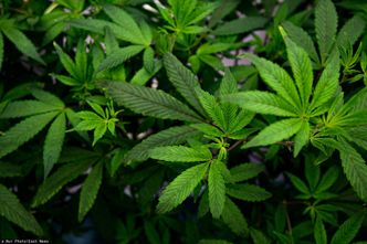 Branża konopi w Polsce. Kto może w niej znaleźć pracę?