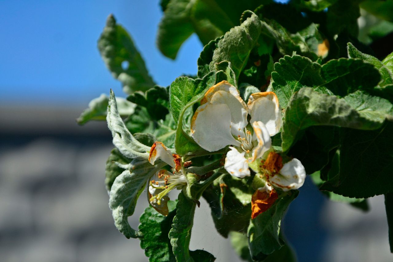 Wsparcie dla producentów owoców 2025 – projekt rozporządzenia RM i zasady pomocy ARiMR