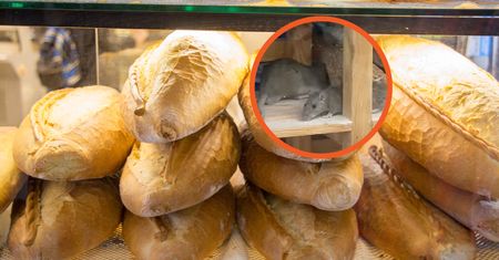 Znaleźli szczury w pieczywie. Do akcji wkroczył sanepid