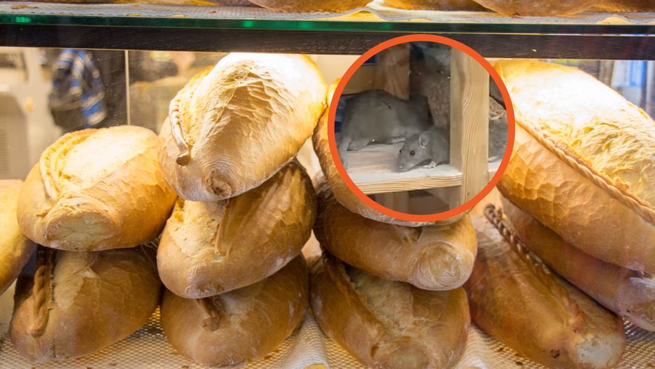 Szczury na półkach w piekarni w Złotoryi