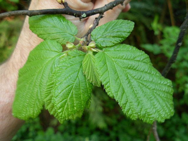 Najgorsze rośliny dla alergików