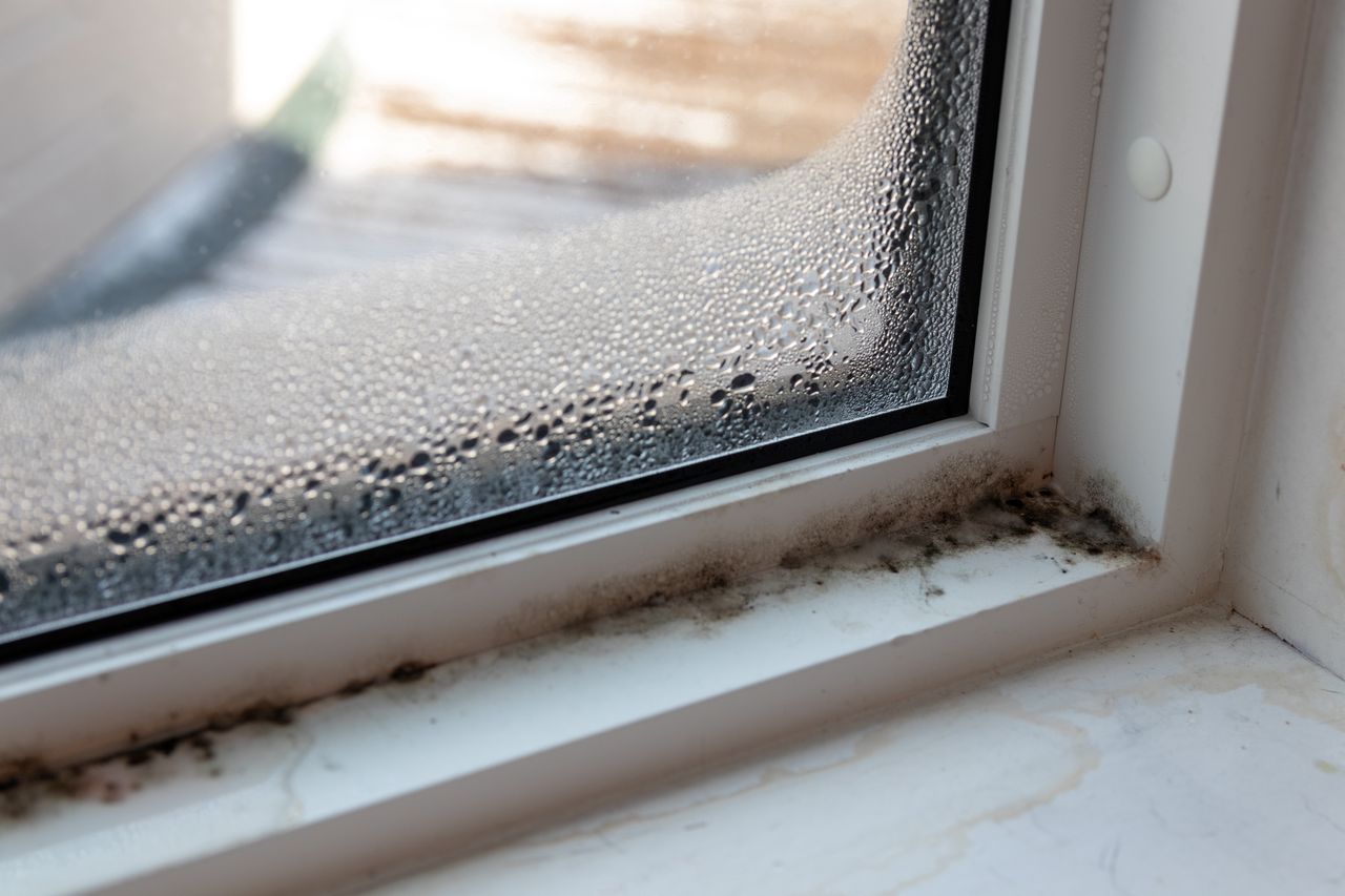 Moisture and mold on the windows