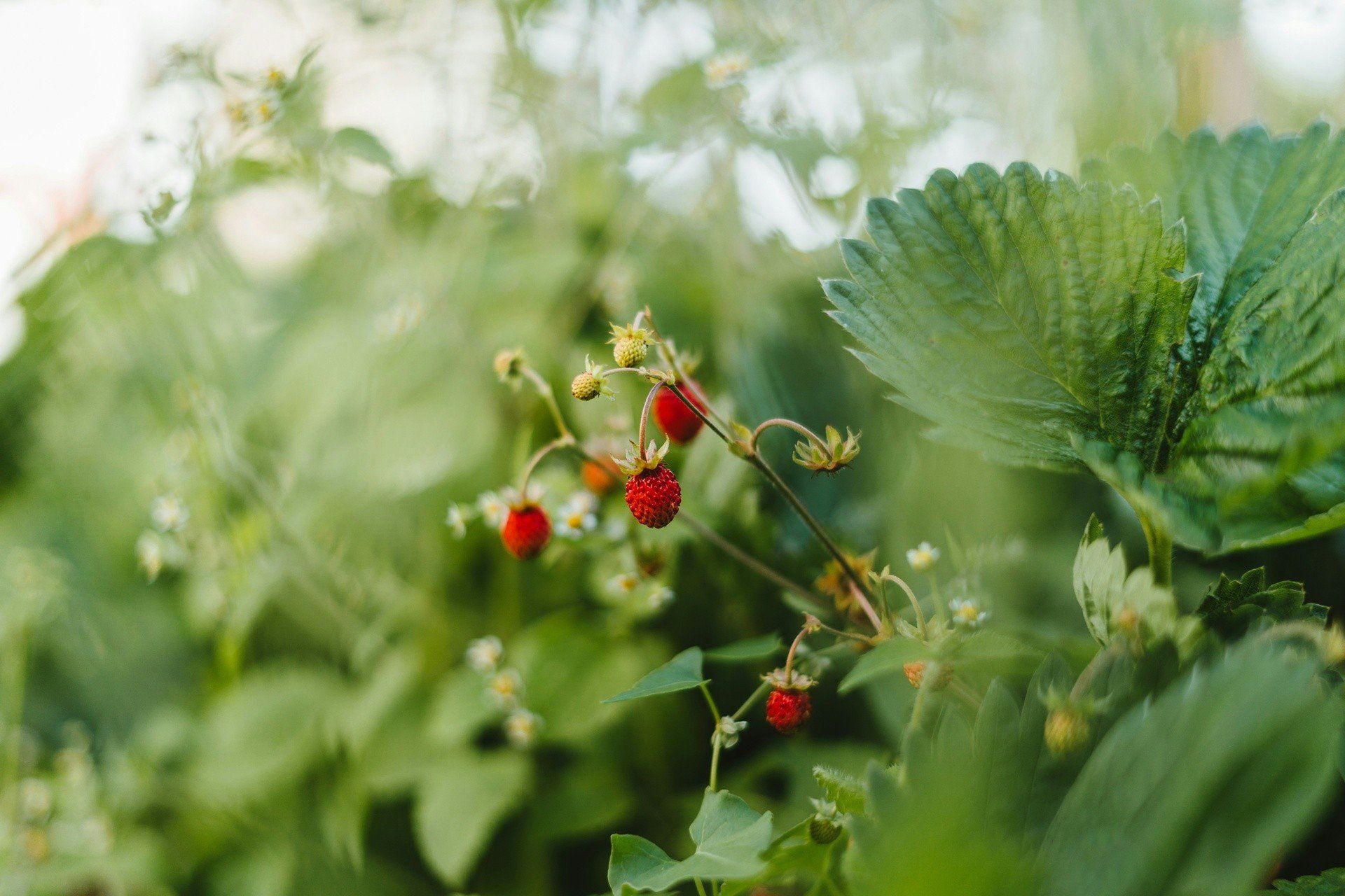 Napar z liści poziomki - na co stosować?