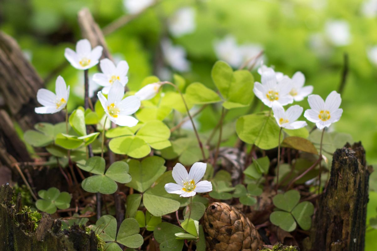 Szczawik zajęczy rośnie w cieniu drzew