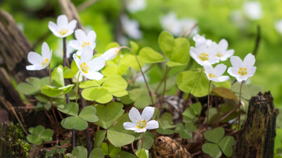 Szczawik zajęczy rośnie w cieniu drzew