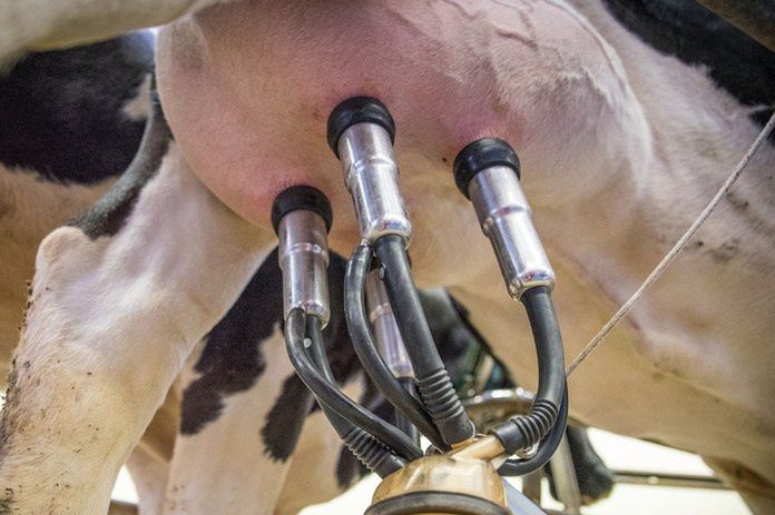 Ceny mleka we wrześniu 2025. GUS podał najnowsze dane