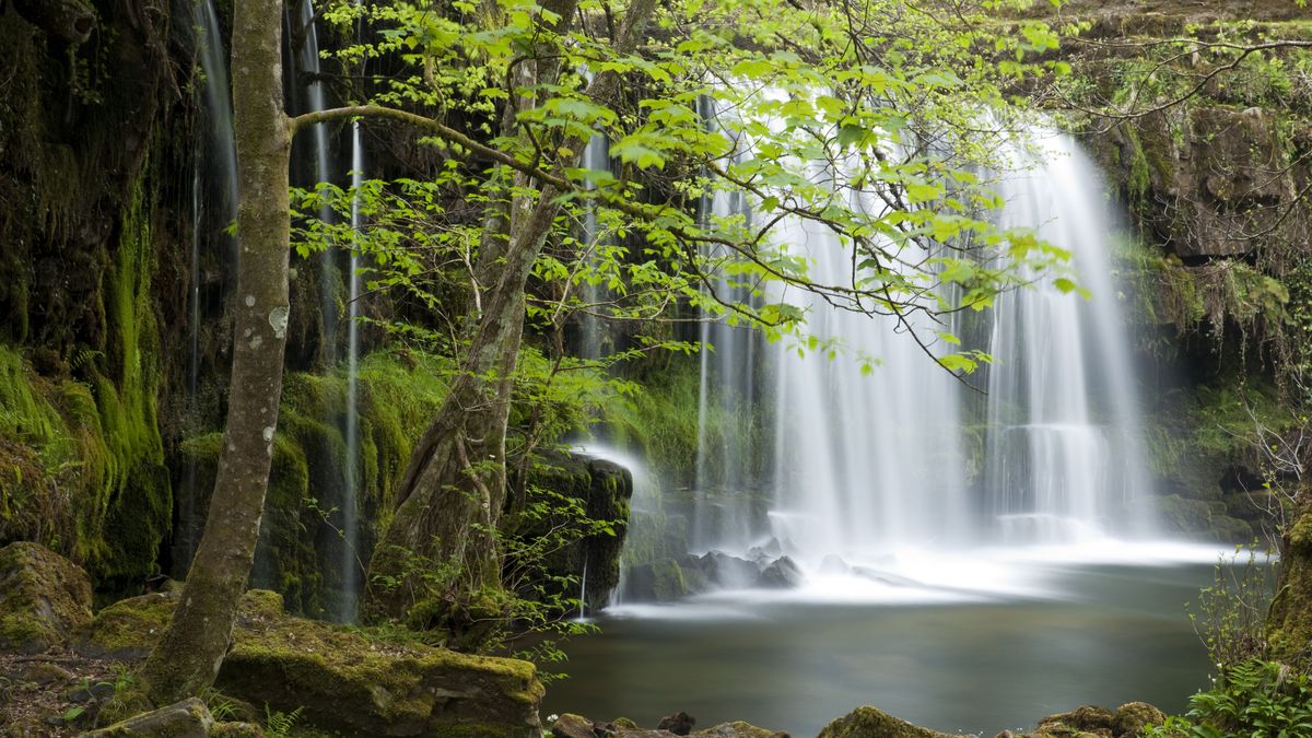 Lasy deszczowe w Brazylii - zdjęcie poglądowe