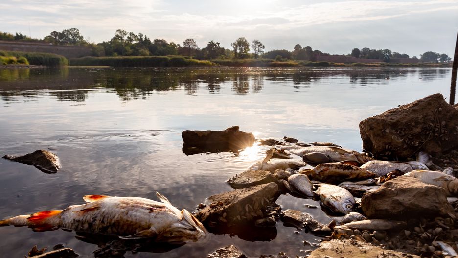 KUSTRIEN-KIETZ, GERMANY - 2022/08/13: Dead fish laying on the bank of Oder river near Kustrien-Kietz on Oder. The Oder river, which partly runs on the Polish-German border, is believed to have been contaminated with toxic, chemical or biological pollutants. The scale of pollution is very large, tons of dead fish were pulled out of the water by volunteers. The contamination is believed to have started in Olawa in southern Poland. People are urged not to enter or use the rivers waters. The Polish Prime Minister, Mateusz Morawiecki pledges a thorough investigation and severe consequences for the polluters. (Photo by Dominika Zarzycka/SOPA Images/LightRocket via Getty Images)