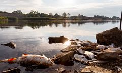 Śnięte ryby w rzekach w Polsce. Poprawia się sytuacja w Lubuskiem