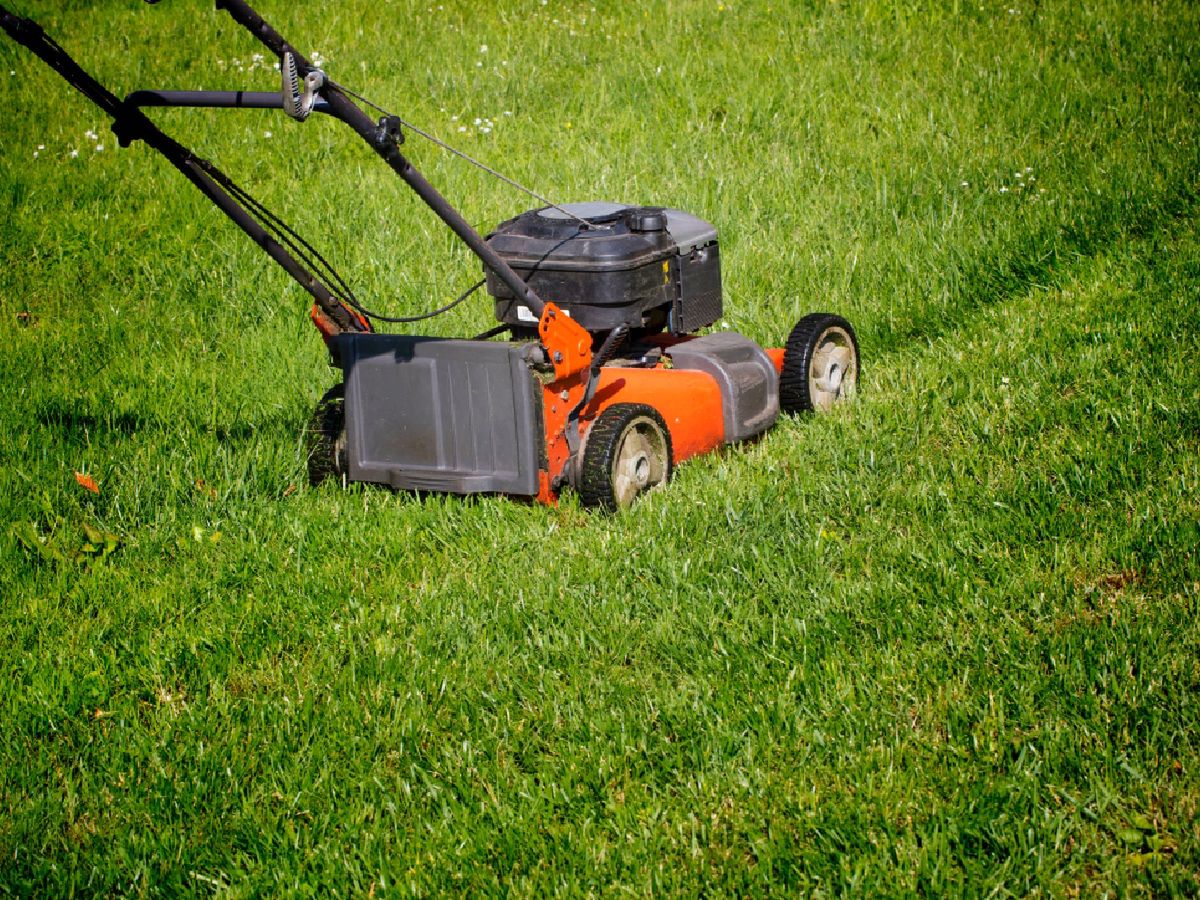 Kiedy nie wolno (i nie powinno się) kosić trawy?