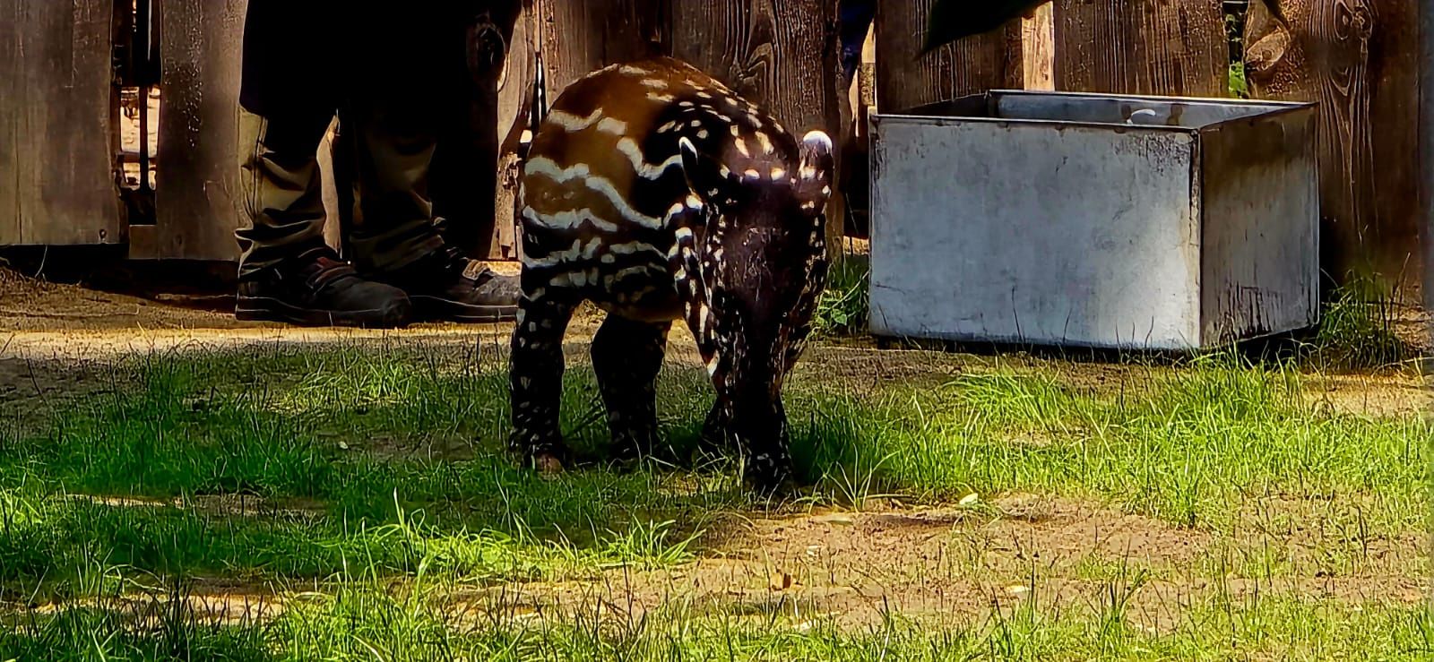 Mały tapir malajski z mamą