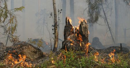 Lasy Państwowe alarmują. Najwyższy stopień zagrożenia