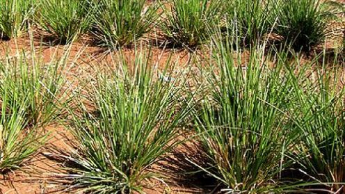 Wetiwer, pachnąca trawa, sposobem na eliminację antybiotyków ze ścieków 1