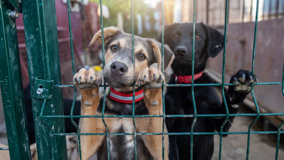 Dog in animal shelter waiting for adoption. Portrait of red homeless dog in animal shelter cage. Kennel dogs lockedAndrii Savchenkolocked, purebred, one, hound, tricks, breed, standing, home, mammal, eyes, cute, young, behind, society, guard, concept, wire, red, fear, abandoned, fence, canine, homeless, rescue, alone, shelter, lonely, kennel, cage, stray, lost, depression, face, sad, adoption, waiting, dog, animal, adopt, brown, pet, sadness, looking, puppy, stray dog, mutt, caged, unwanted, portrait, nose, locked, purebred, one, hound, tricks, breed, standing, home, mammal, eyes, cute, young, behind, society, guard, concept, wire, red, fear, abandoned, fence, canine, homeless, rescue, alone, shelter, lonely, kennel, cage, stray, lost, depression, face, sad, adoption, waiting, dog, animal, adopt, brown, pet, sadness, looking, puppy, stray dog, mutt, caged, unwanted, portrait
