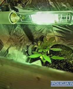 Wrocław. Domowa plantacja marihuany. Policja zatrzymała 25-latka