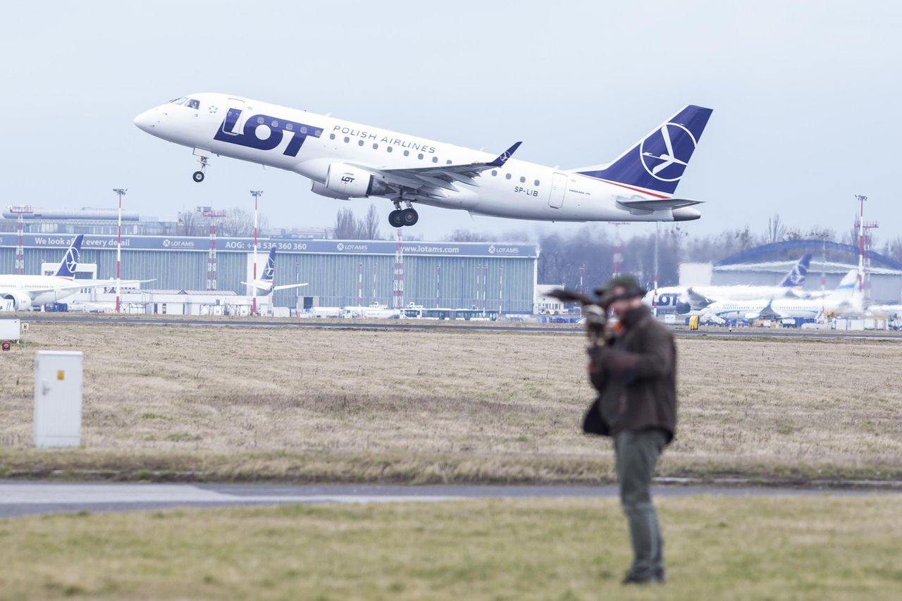 Zderzenia samolotów z ptakami. Na lotnisku w Gdańsku też do nich dochodzi. Jakie jest zagrożenie?