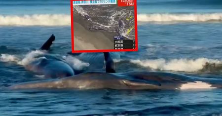 Tsunami na Pacyfiku. Jest wideo z plaży w Japonii
