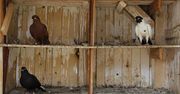 Strzelce Krajeńskie: Poszukiwany ukrył się w gołębniku