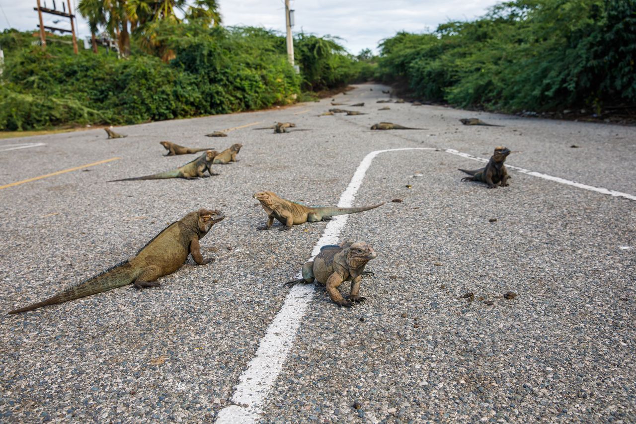 Iguanas originate from South and Central America.