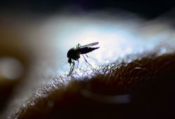 Koronawirus a komary. Wiemy, czy owady mogą przenosić chorobę