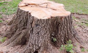 Wlej do pnia, a nie zostanie po nim nawet ślad. Ciężki sprzęt zbędny