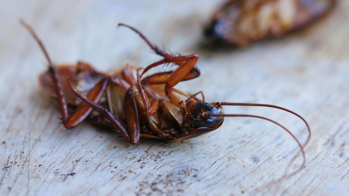 Bardzo trudno pozbyć się prusaków z domu. Najważniejsze jest zachowywanie czystości (123rf.com)