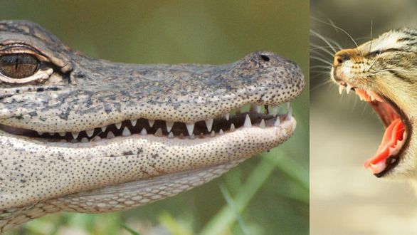 Nieustraszony kot kontra aligator. Pokazał, kto tu rządzi! 1