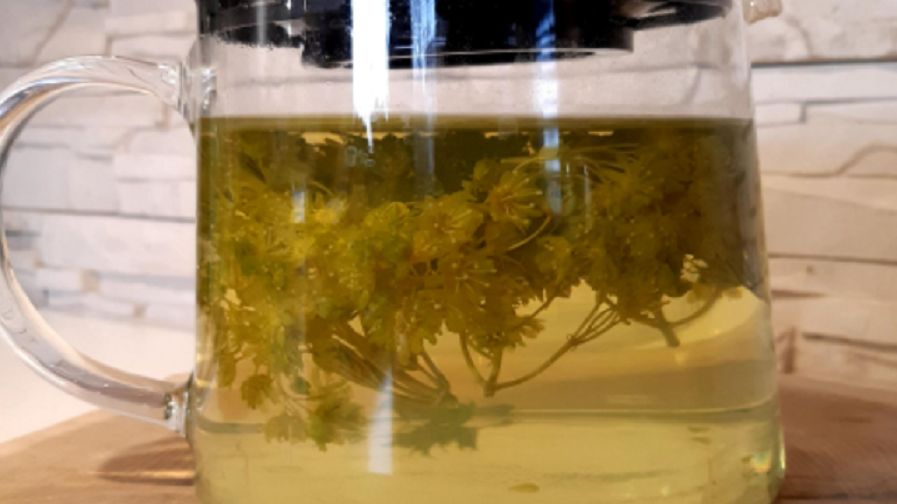 Herbatka z kwiatów klonu