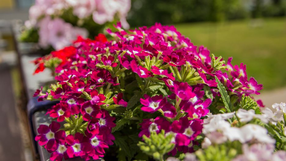 grass, white, purple, verbena, nature, europe, aesthetics, building, prague, house, lifestyle, pink, colorful, beautiful, spring, summer, outdoor, city, balcony, flowers