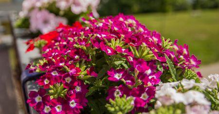 Bije na głowę pelargonie. Sąsiedzi zzielenieją z zazdrości