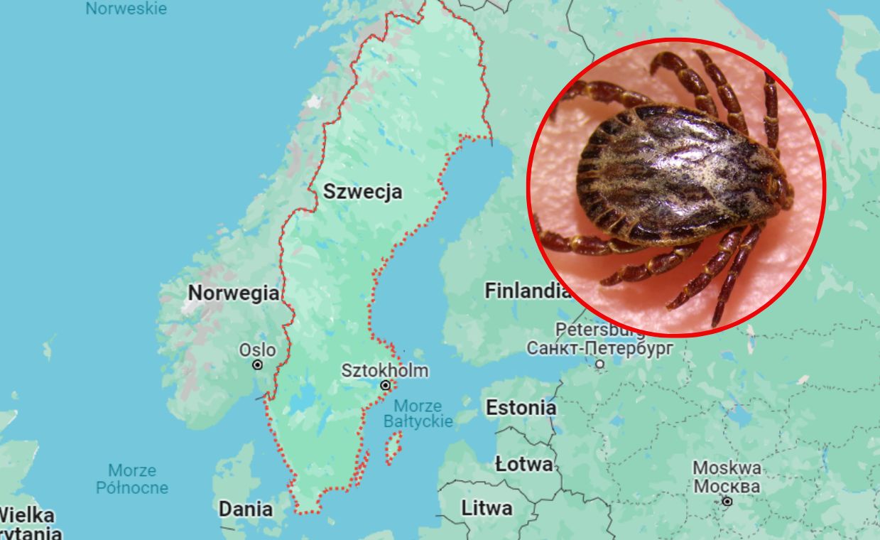 Tick alert: Exotic species discovered in Sweden amidst climate change