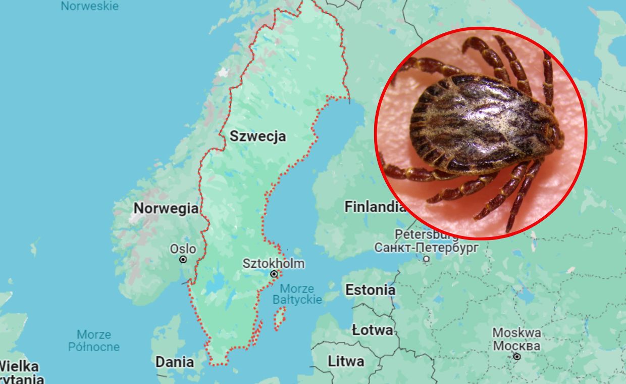 Groźny kleszcz, jaki pojawił się w Szwecji, występuje min. w Iranie i Kazachstanie