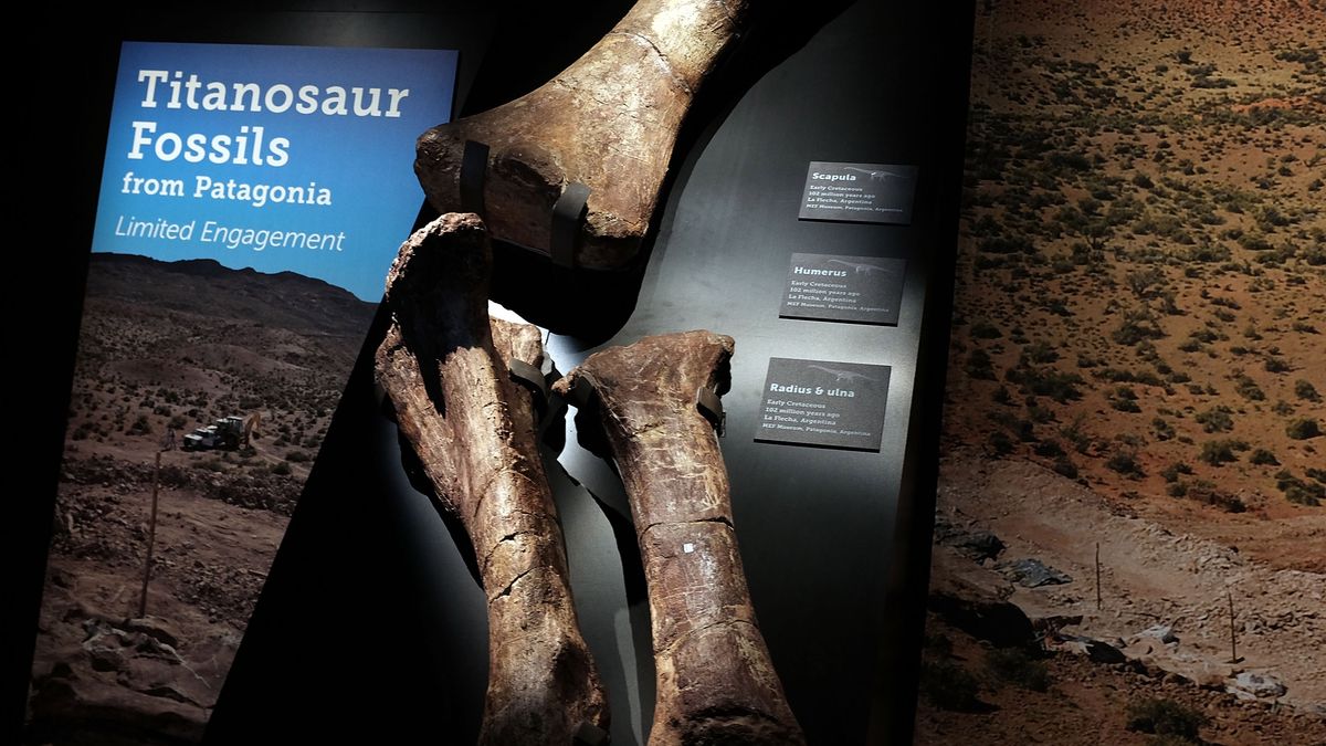 Skamielina tytanozaura - zdjęcie ilustracyjne