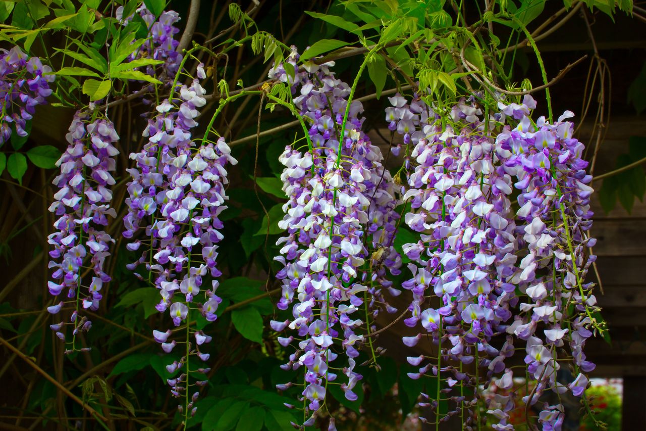 Wisteria jest ozdobą ogrodu