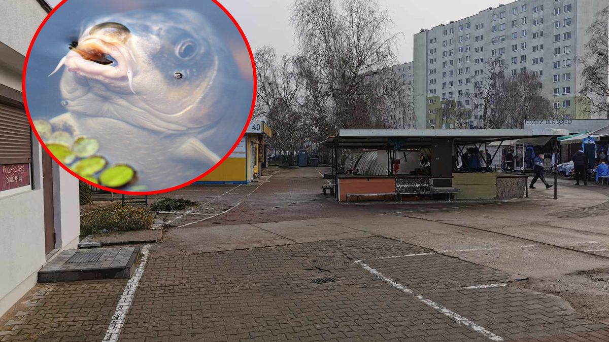 Coraz trudniej kupić żywego karpia. Za rok tego zabronią?