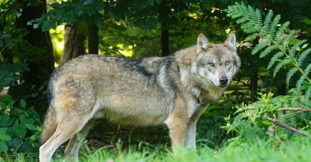 Problem z wilkami na Podlasiu. Chcą zgody na odstrzał drapieżników