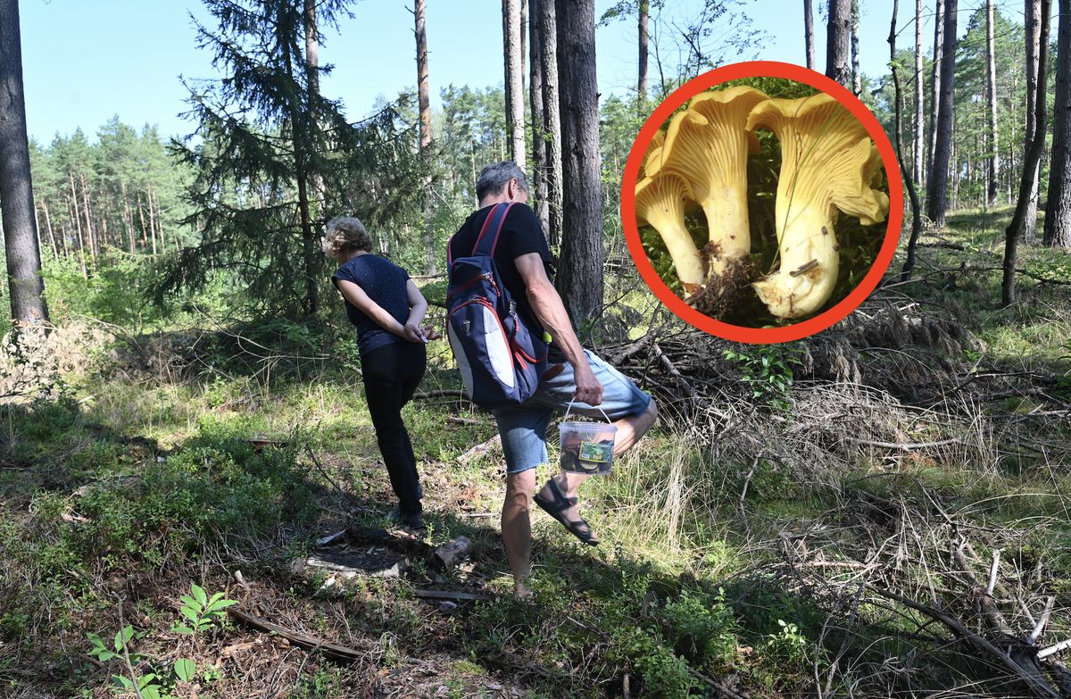 W polskich lasach grzybów mało. Najprędzej znaleźć można stanowiska pieprznika jadalnego, popularnie zwanego kurką