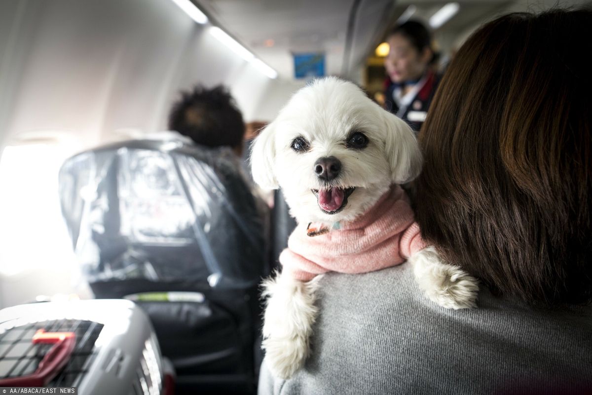 Pies w samolocie. Kiedy czworonoga można zabrać na pokład?