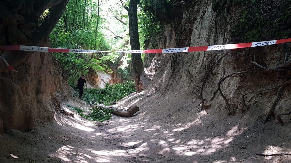 Gałąź spadła na wycieczkę w Wąwozie Korzeniowym przy ul. Doły w Kazimierzu Dolnym 