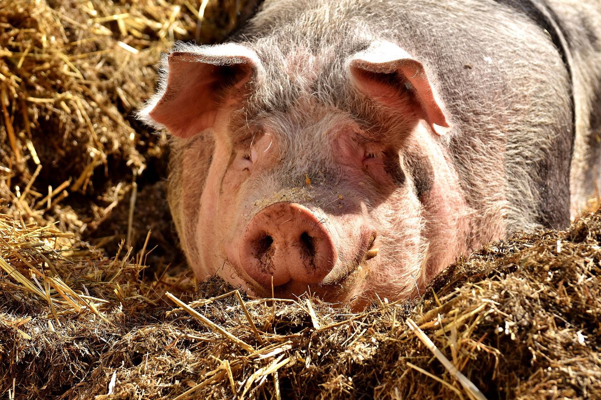 W hodowli trzody chlewnej w Wielkopolsce wykryto ognisko ASF. Do wybicia 3 tys. świń
