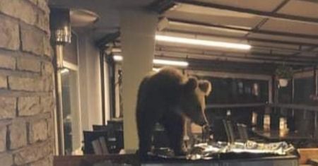 Drapieżnik w Tatrach. Niedźwiedź wszedł do hotelu w Nowym Smokowcu