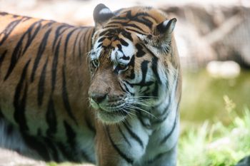 Kolejna afera w zoo w Poznaniu. Prawie 450 zwierząt zmarło w ogrodzie w przeciągu roku