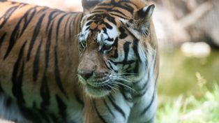 Kolejna afera w zoo w Poznaniu. Prawie 450 zwierząt zmarło w ogrodzie w przeciągu roku